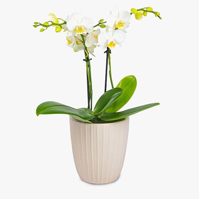 Haute Florist Classic Orchid