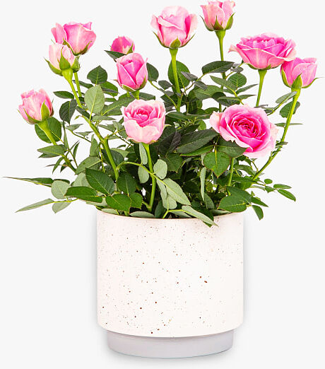 Haute Florist Classic Rose Plant