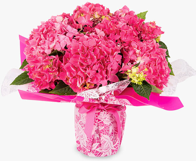 Haute Florist Heavenly Hydrangea