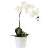 . Orchidee Anam; 46 cm (H); weiß/grün