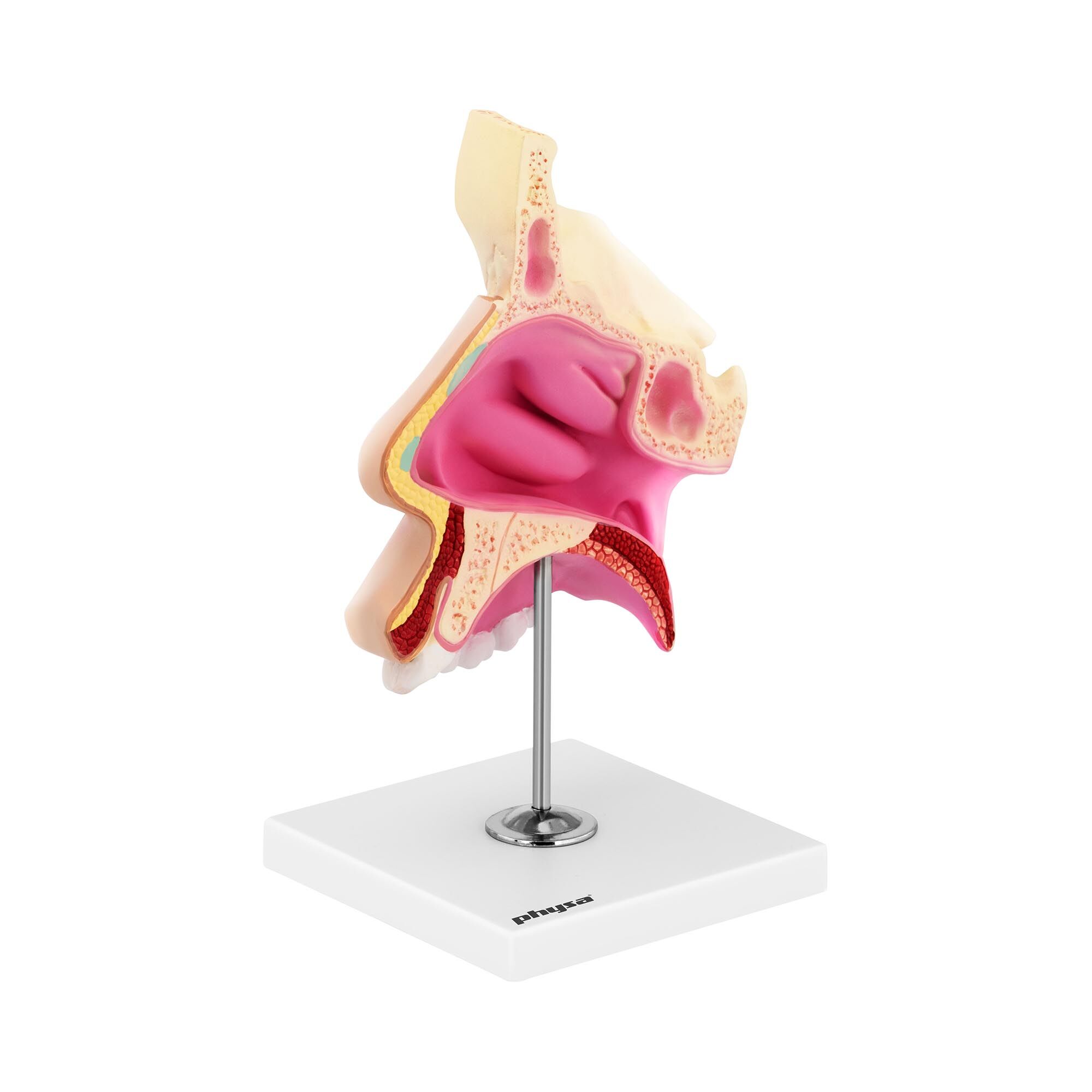 physa Anatomiemodell - Nasenhöhle - lebensgroß