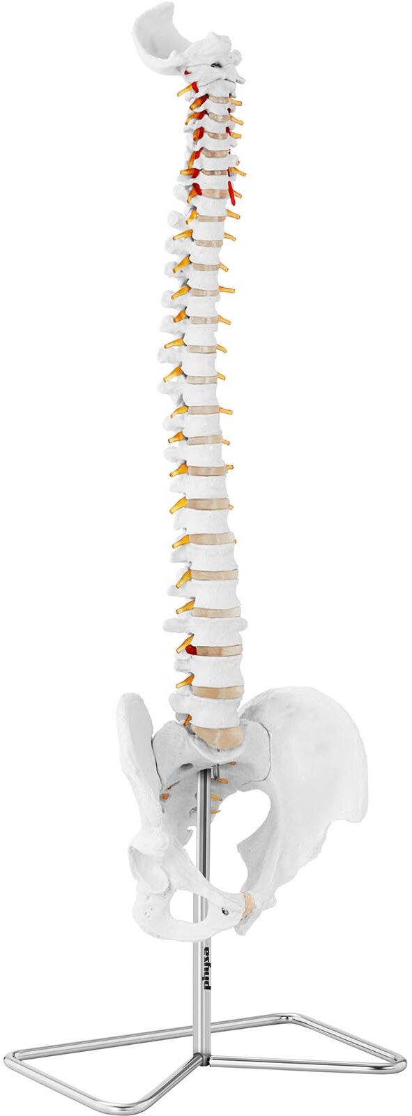 physa Maquette anatomique pelvis humain avec colonne vertébrale PHY-SM-2