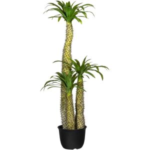 Creativ green Künstliche Zimmerpflanze »Madagaskarpalme Pachypodium« grün Größe