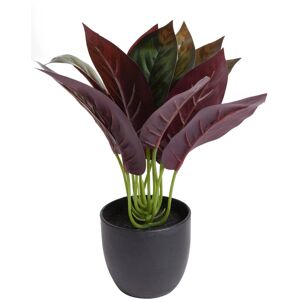 Botanic-Haus Künstliche Zimmerpflanze »Calathea« grün Größe