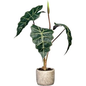 Creativ green Künstliche Zimmerpflanze »Alocasia«, im Zementtopf grün Größe