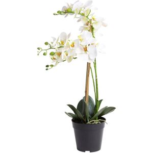 Botanic-Haus Kunstorchidee »Orchidee Bora« creme-weiss Größe