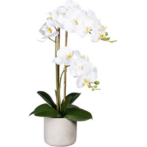 Creativ green Kunstorchidee »Phalaenopsis«, im Zementtopf weiss Größe