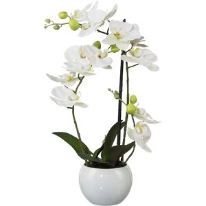 kaiserkraft Phalaenopsis, Höhe 420 mm, im Keramiktopf, Blüten weiß, 3D-Print