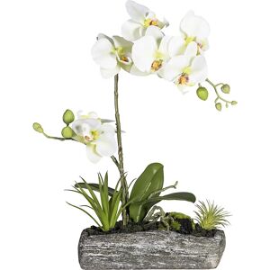 kaiserkraft Phalaenopsis-Arrangement in Polyresinschale, Höhe 400 mm, Blüten hellgrün