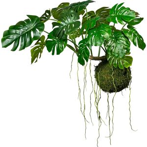 kaiserkraft Splitphilodendron auf Mooskugel, Ø 280 mm, HxB 800 x 1200 mm, mit Hängedraht