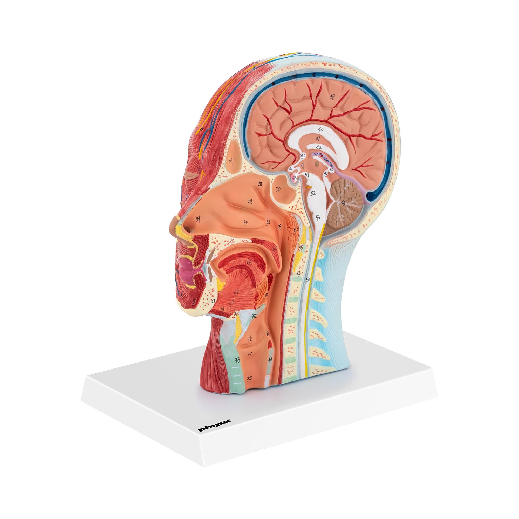 physa Anatomie lebky - symetrický řez - skutečná velikost PHY-HM-4