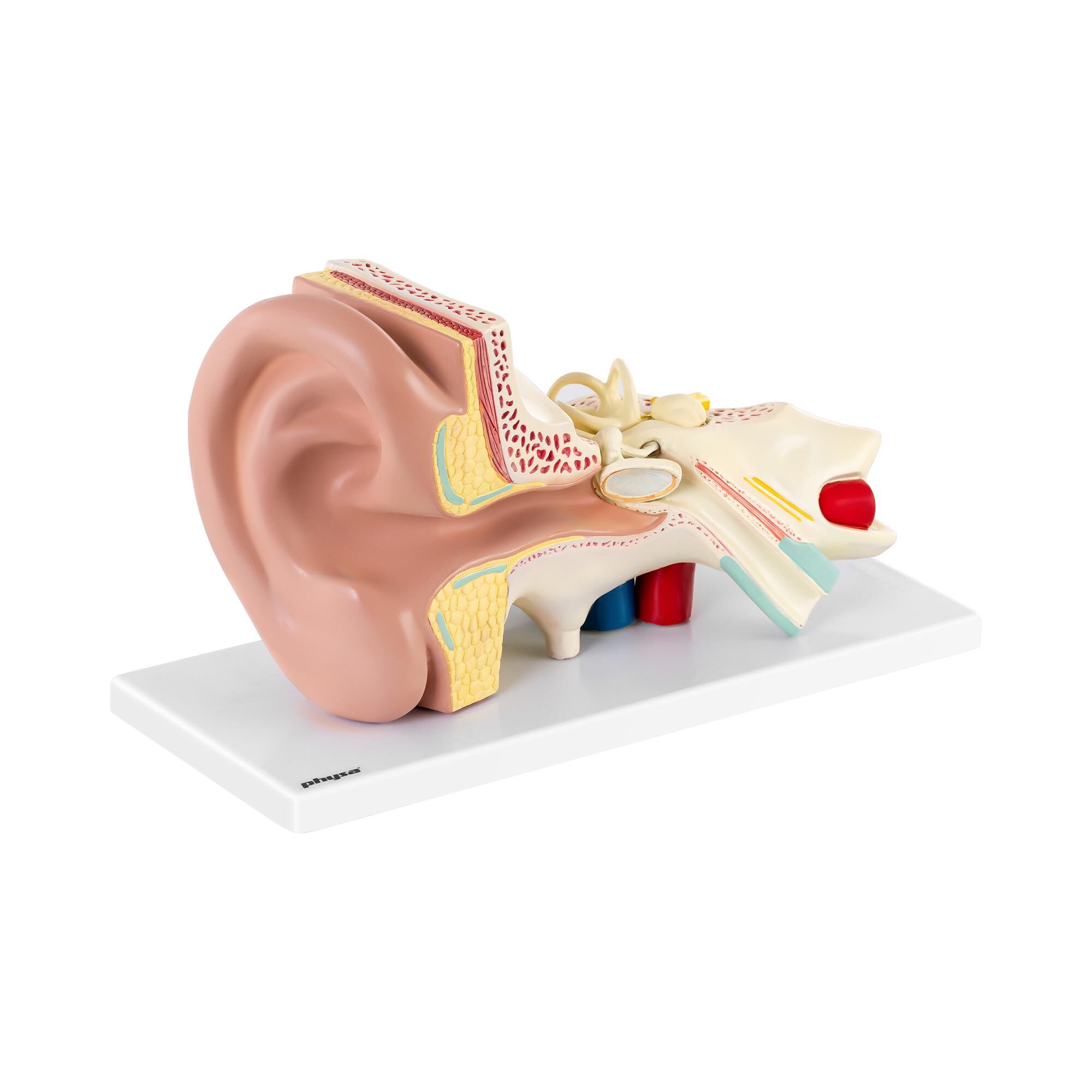 physa Model ucha - rozložitelný na 4 částí - trojnásobně zvětšený PHY-EM-2