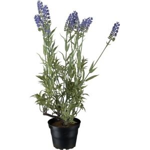 No-Name Lavendel, 45 Cm
