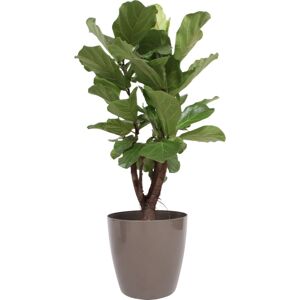 Plantas Ficus Lyrata, Inkl. Beige Potte, 1 Stk