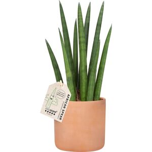 Plantas Sansevieria Rocket, Inkl. Terracotta Potte, 6 Stk