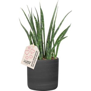 Plantas Sansevieria Fernwood, Inkl. Sort Raw Potte, 6 Stk