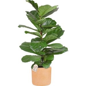 Plantas Ficus Lyrata, Inkl. Terracotta Potte, 2 Stk