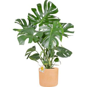 Plantas Monstera Deliciosa, Inkl. Terracotta Potte, 2 Stk