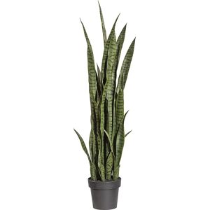 kaiserkraft Sansevieria, en maceta de plástico, altura 1200 mm