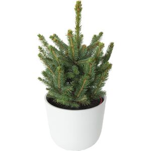 Flowy Árbol de Navidad natural en maceta H60cm - PICEA PUNGENS