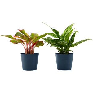 Flowy Planta de interior - Dúo Aglaonema 25cm en maceta azul