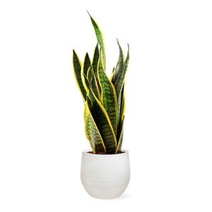 April Plants Plantas de interior natural sansevieria 80 cm