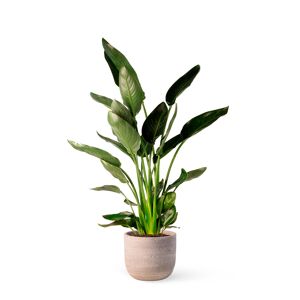 April Plants Plantas de interior natural strelitzia 90 cm