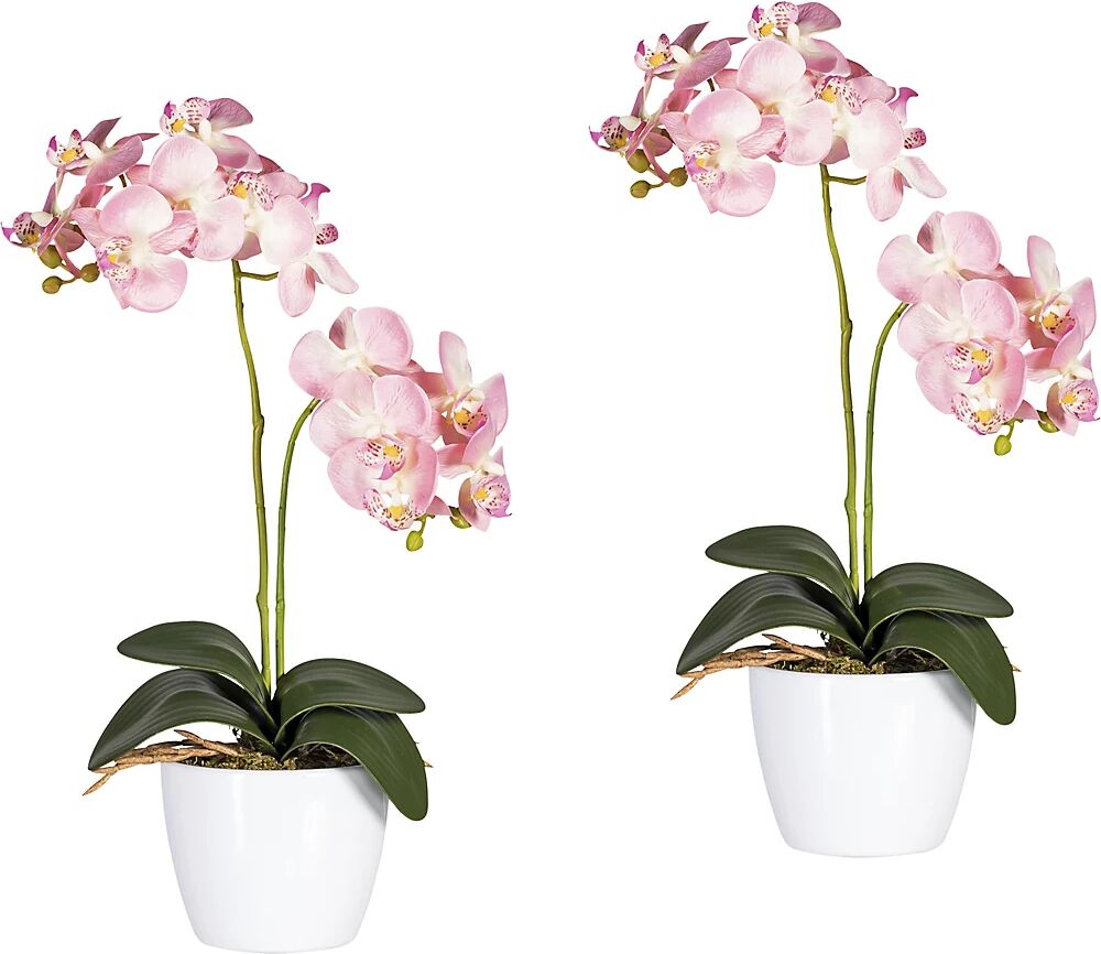 kaiserkraft Phalaenopsis en maceta de cerámica blanca, altura 500 mm, UE 2 unid., flores rosas