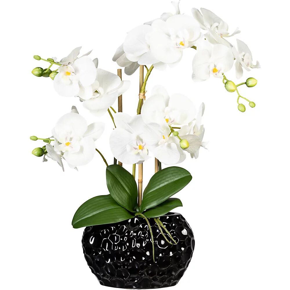 kaiserkraft Phalaenopsis, jarrón de cerámica negro, altura 550 mm, flores blancas