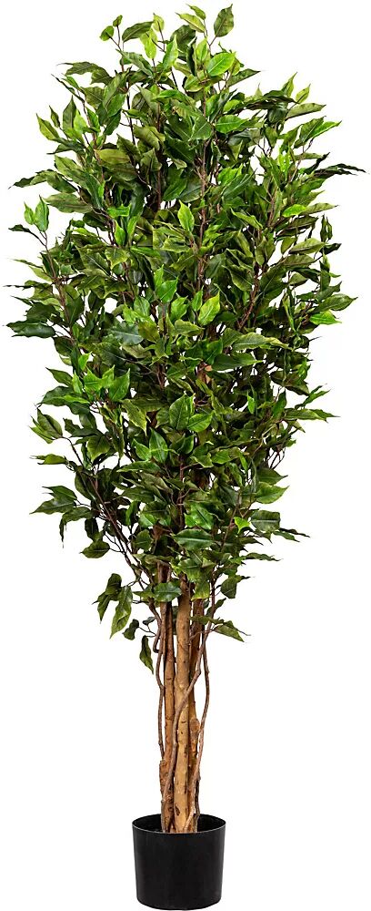 kaiserkraft Ficus benjamina, tronco natural, resistente a los rayos UV, altura aprox. 1500 mm