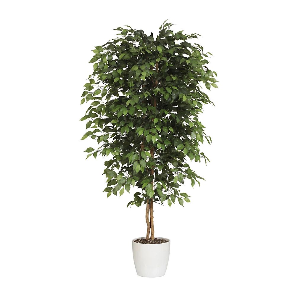 kaiserkraft Ficus benjamina, tronco natural, con maceta de cerámica, altura 1800 mm