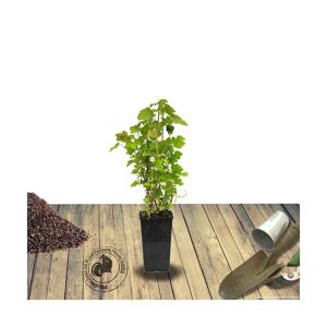 BELLEVUE DISTRIBUTION Groseillier nigrum Rovada BIO/Pot de 3L - AB