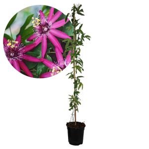 PLANT IN A BOX Passiflora 'Victoria' XL aaaaaa- Passiflore Violacea - a17cm - Hauteur 110-120cm