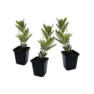 PLANT IN A BOX Arbutus Unedo - Set de 3 - Fraisier - Pot 9cm - Hauteur 25-40cm