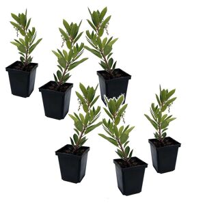PLANT IN A BOX Arbutus Unedo - Set de 6 - Fraisier - Pot 9cm - Hauteur 25-40cm