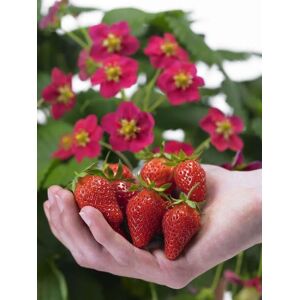 PLANT IN A BOX Fragaria x ananassa Roman - Set de 6 - Fraisier - Pot 9cm - Hauteur 15-20cm