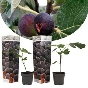 PLANT IN A BOX Ficus Carica - Set de 2 - Figuier rustique - Pot 9cm - Hauteur 25-40cm