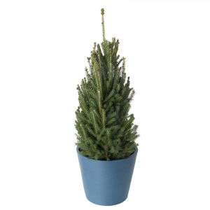 Flowy Sapin de Noel naturel en pot H110cm - EPICEA PUNGENS