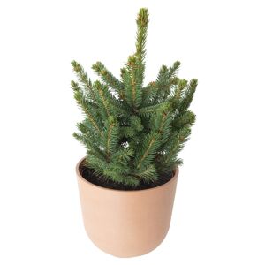 Flowy Sapin de Noel naturel en pot H60cm - EPICEA PUNGENS