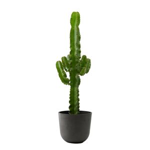 Flowy Plante d'interieur - Cactus Euphorbe de 80 cm en pot noir Vert 80x80x80cm