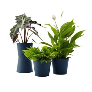 Flowy Plante - Spathiphyllum, Bananier, Nephrolepis pot bleu nuit Vert 20x20x20cm