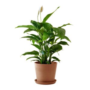 Flowy Plante d'interieur - Spathiphyllum 100 cm en pot terra Vert 100x100x100cm