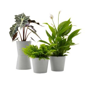 Flowy Plante - Spathiphyllum, Bananier, Nephrolepis pot blanc gris Vert 20x20x20cm