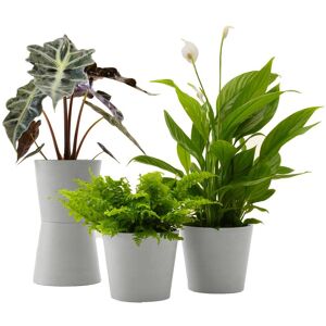 Flowy Plante - Spathiphyllum, Bananier, Nephrolepis pot blanc gris Vert 20x20x20cm