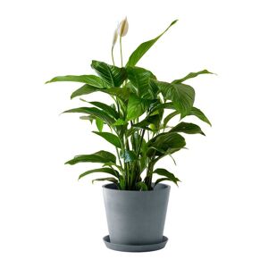 Flowy Plante d'interieur - Spathiphyllum 100 cm en pot bleu gris Vert 100x100x100cm