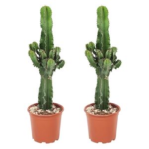 Plant in a Box Euphorbe candelabre - Euphorbia ingens Set de 2 Hauteur 50-60cm