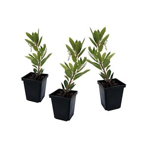 Plant in a Box Arbousier - Arbutus Unedo Set de 3 Hauteur 25-40cm