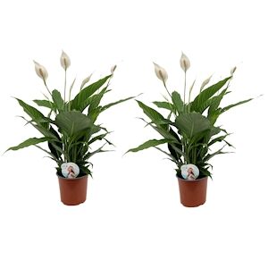 Plant in a Box Fleur de Lune - Spathiphyllum Lima Set de 2 Hauteur 60-75cm