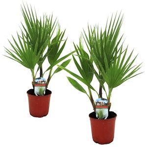 Plant in a Box Palmier Éventail - Washingtonia Robusta Set de 2 Hauteur 50-60cm