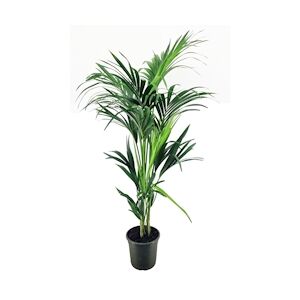 Plant in a Box Kentia - Howea forsteriana Hauteur 130-140cm